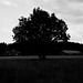 Wald, Harzhaus, Familie, Benneckenstein
