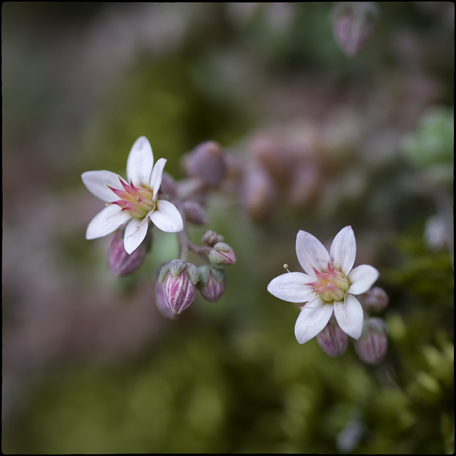 Em caldrien unes mans molt petites  (Crespinell)