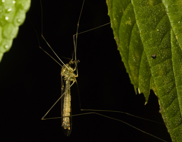 IMG 6842 Crane Fly-2