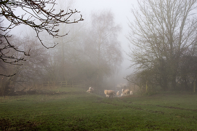 Mist on the Farm-DSA 2540