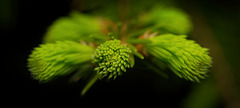 Das frische Grün tut auch den Augen gut :)) The fresh green is also good for the eyes :)) Le vert frais est également bon pour les yeux :))