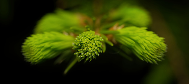 Das frische Grün tut auch den Augen gut :)) The fresh green is also good for the eyes :)) Le vert frais est également bon pour les yeux :)) Das frische Grün tut auch den Augen gut :)) The fresh green is also good for the eyes :)) Le vert frais est également bon pour les yeux :))