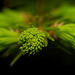 Das frische Grün tut auch den Augen gut :)) The fresh green is also good for the eyes :)) Le vert frais est également bon pour les yeux :))