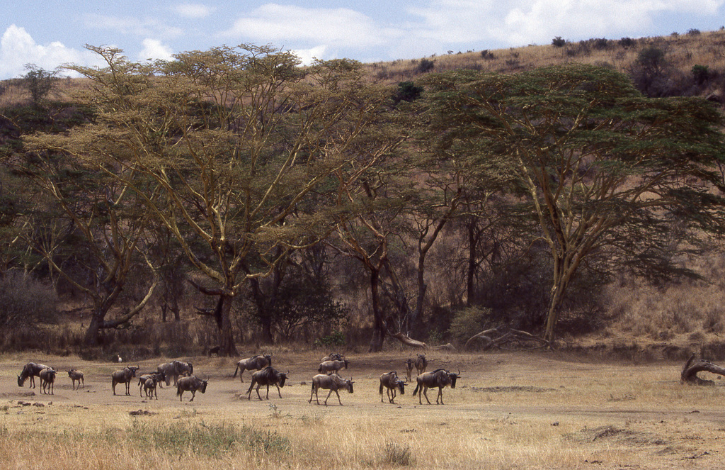 Wildebeest