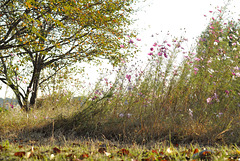 Colored leaves and cosmos