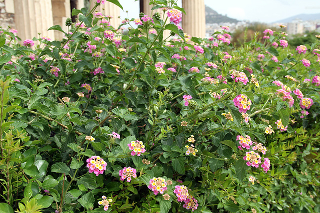 Athènes - fleurs de l'Agora