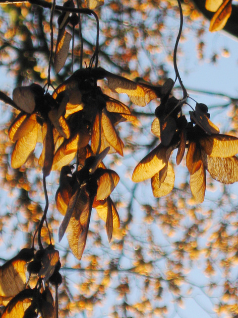 Goldene Nasen II