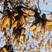 Goldene Nasen II
