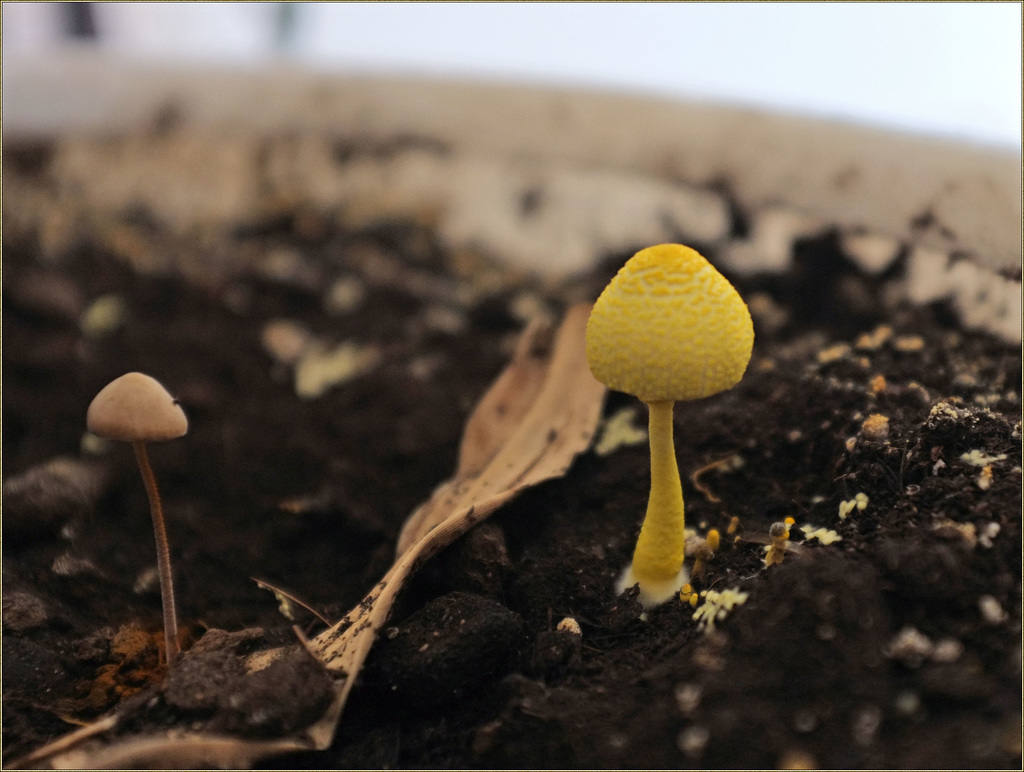 Shrooms in a pot