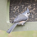 Tufted Titmouse