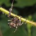 Spider IMG_6887