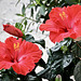 Er blüht und blüht..... (Hibiskus)