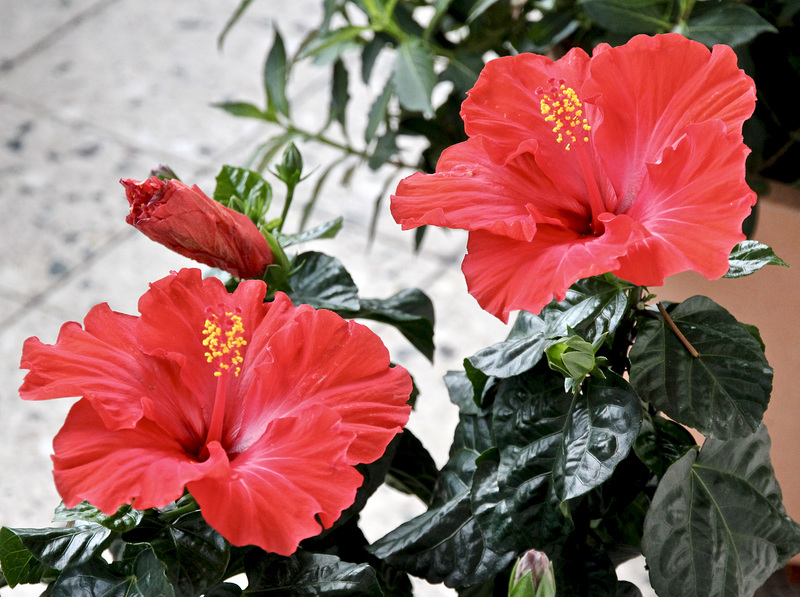 Er blüht und blüht..... (Hibiskus)