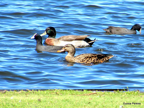 Two Ducks and two Coot.