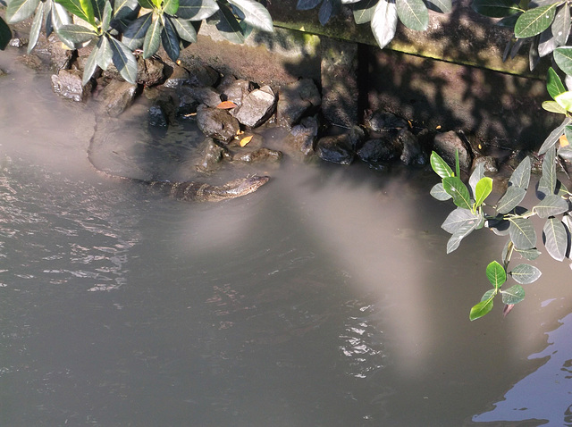 Bain d'iguane / Iguana's bath time