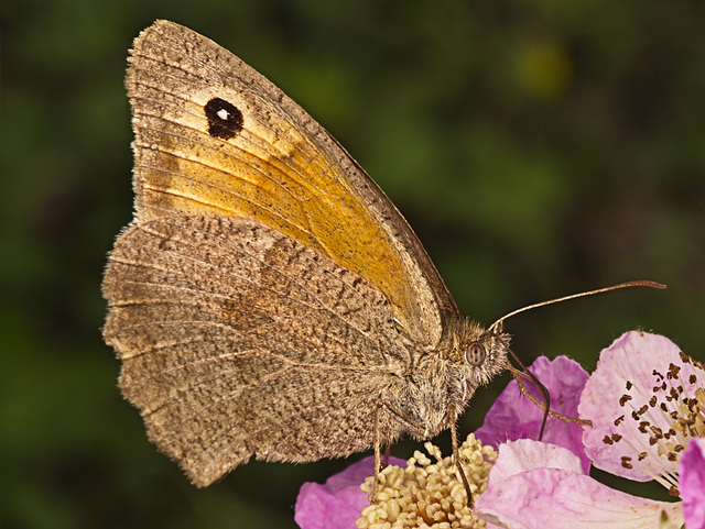 Meadow Brown
