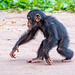 Young chimp