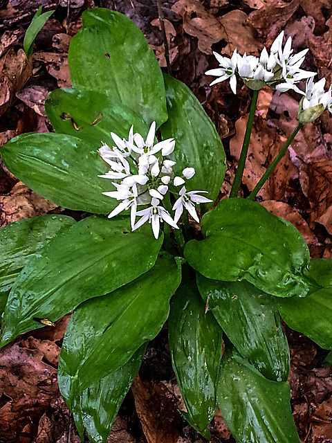 20150425 005Hw [D~SHG] Bärlauch (Allium ursinum), Wesergebirge, Rinteln