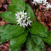 20150425 005Hw [D~SHG] Bärlauch (Allium ursinum), Wesergebirge, Rinteln