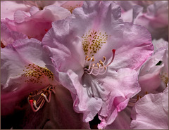 Oneof our rhododendrons