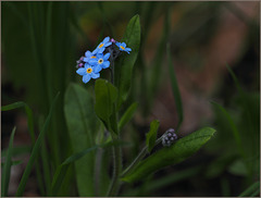 I can't resist the forget-me-nots