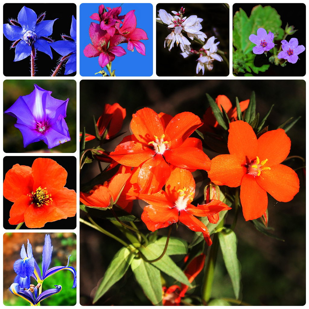 Compilation florale (1) (1)