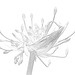 Allium Knospen