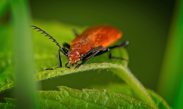 Der Rotköpfiger Feuerkäfer (Pyrochroa serraticornis) war richtig heiß :)) The red-headed fire beetle (Pyrochroa serraticornis) was really hot :)) Le scarabée de feu à tête rouge (Pyrochroa serraticorn