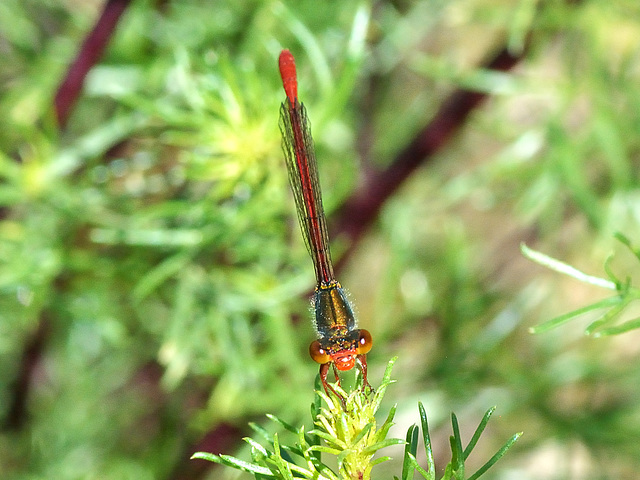 Small Red Damsel f (Ceriagrion tenellum f. erythrogastrum) DSC 5491