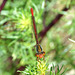 Small Red Damsel f (Ceriagrion tenellum f. erythrogastrum) DSC 5491