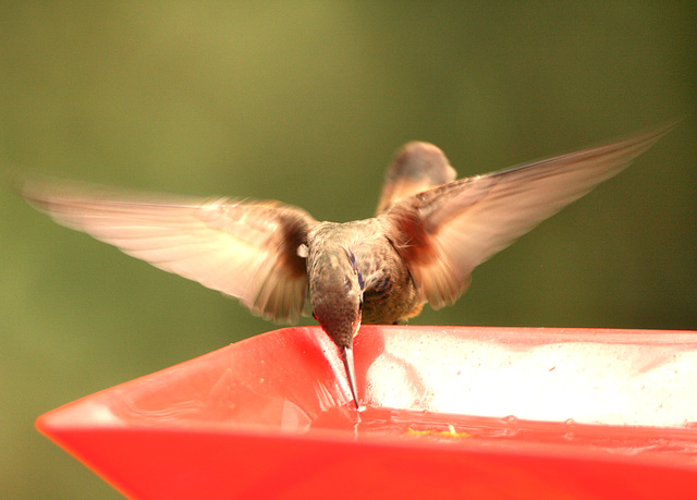 IMG 9197Hummingbird