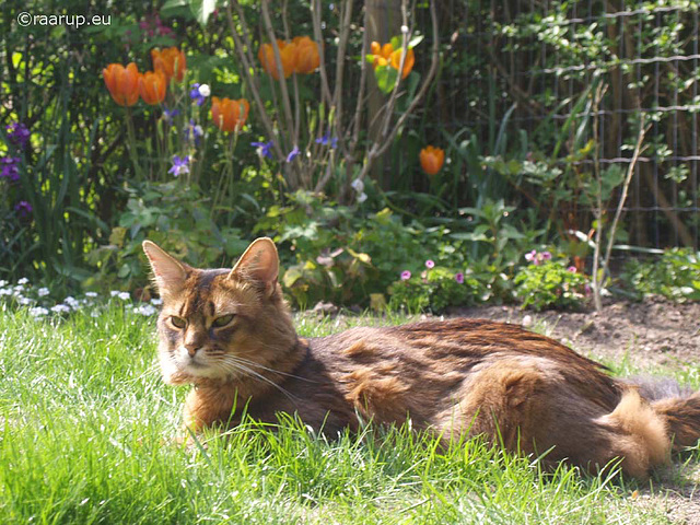 Rags in the garden