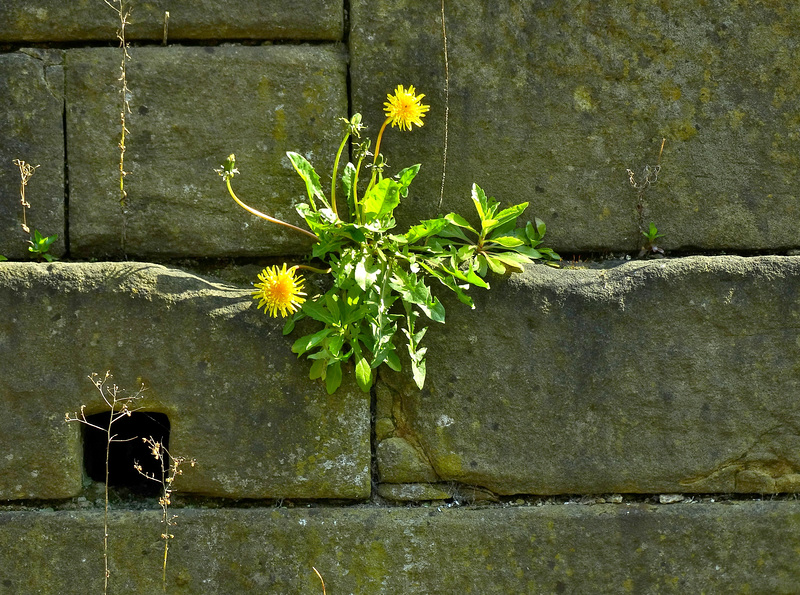 Things I saw down at The Ouseburn. Byker