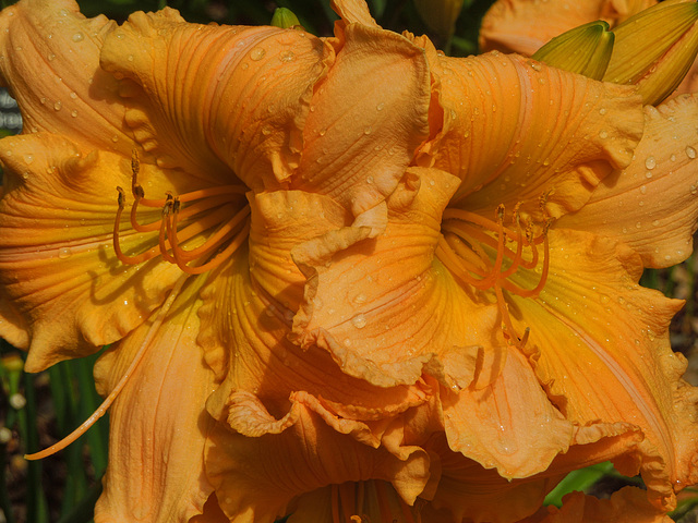 daylilies