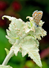 Common blue female.