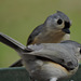 Tufted Titmouse