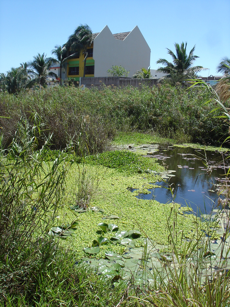 Andador laguna del tule / No-18