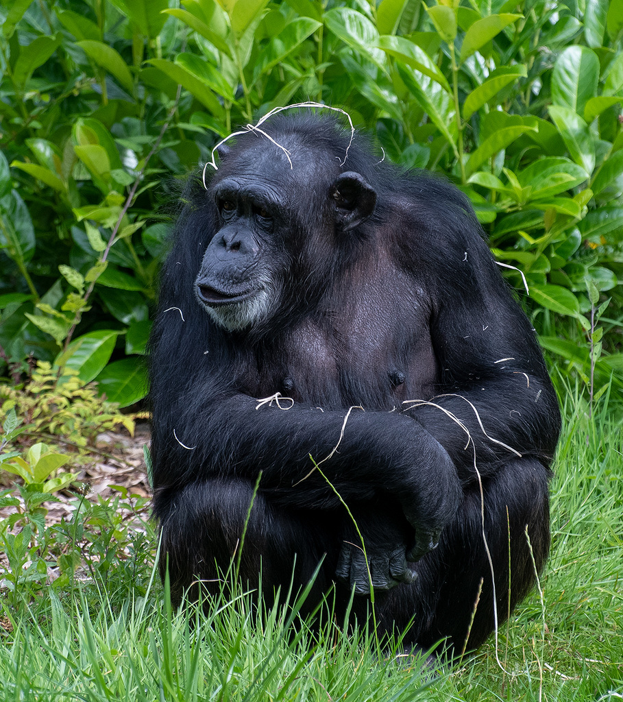 Chimp