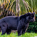 Black jaguar