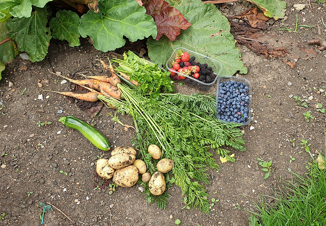 Allotment produce