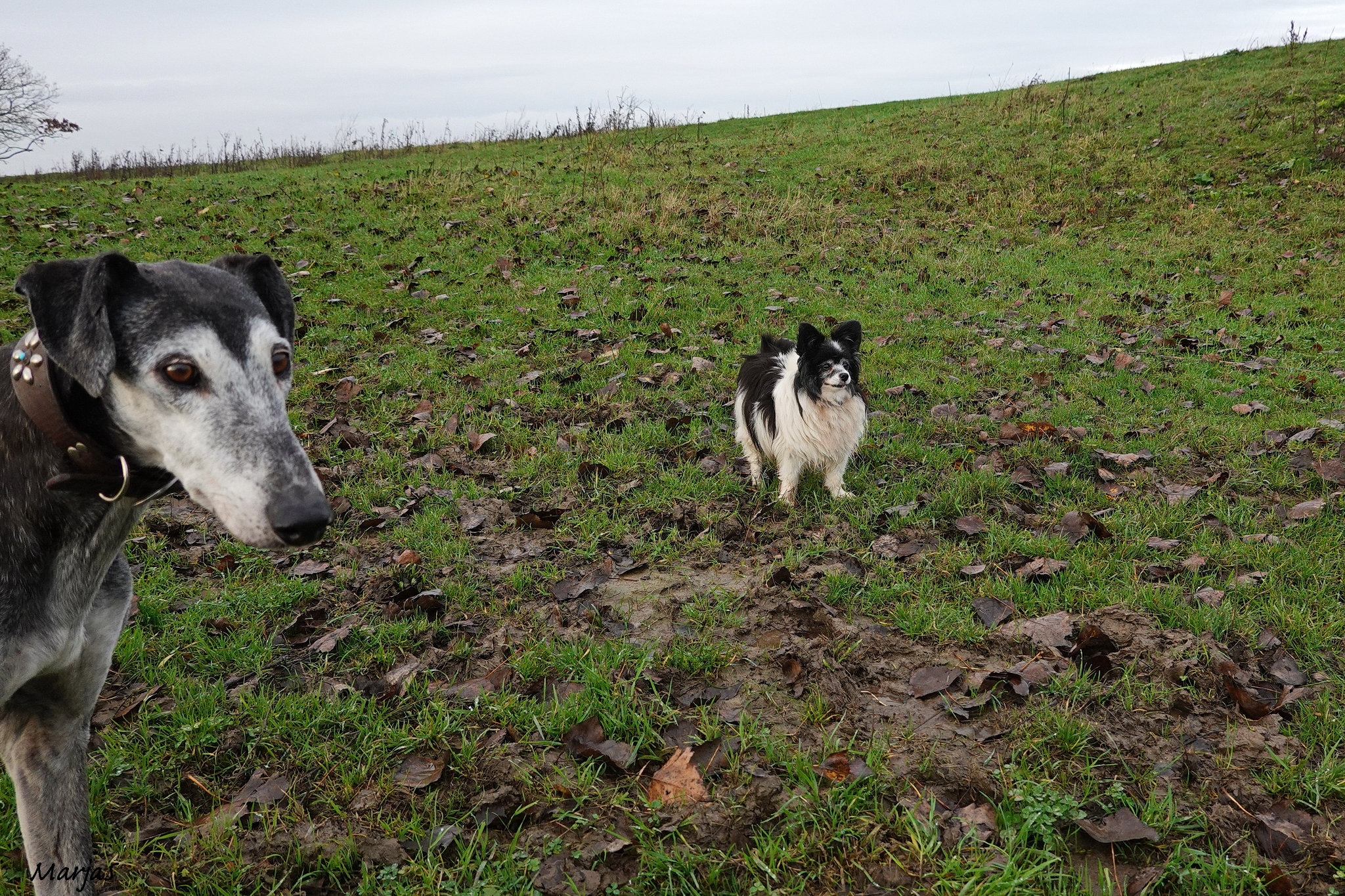 Loulou met Murphy