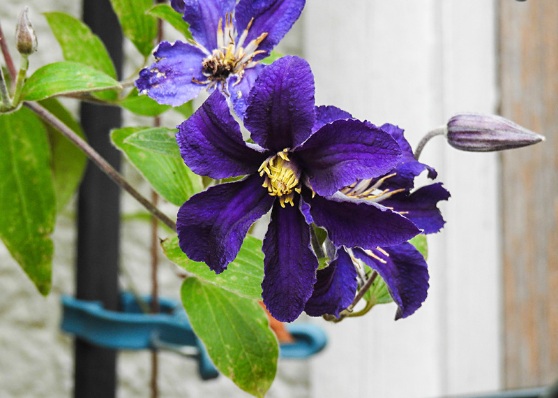 20220710 1429CPw [D~LIP] Waldrebe (Clematis), Bad Salzuflen