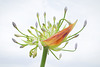 Allium Knospen