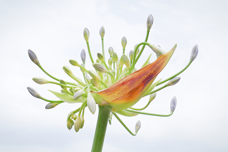 Allium Knospen