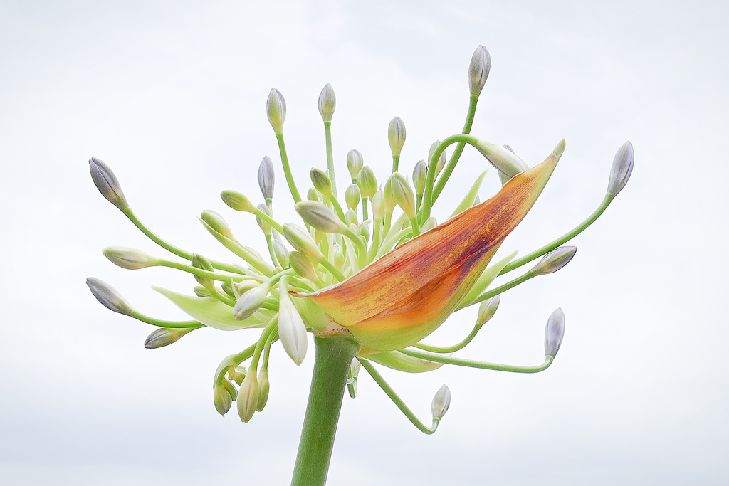 Allium Knospen