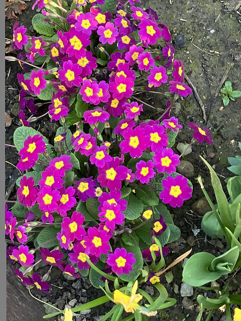PrimrosesSpring2025