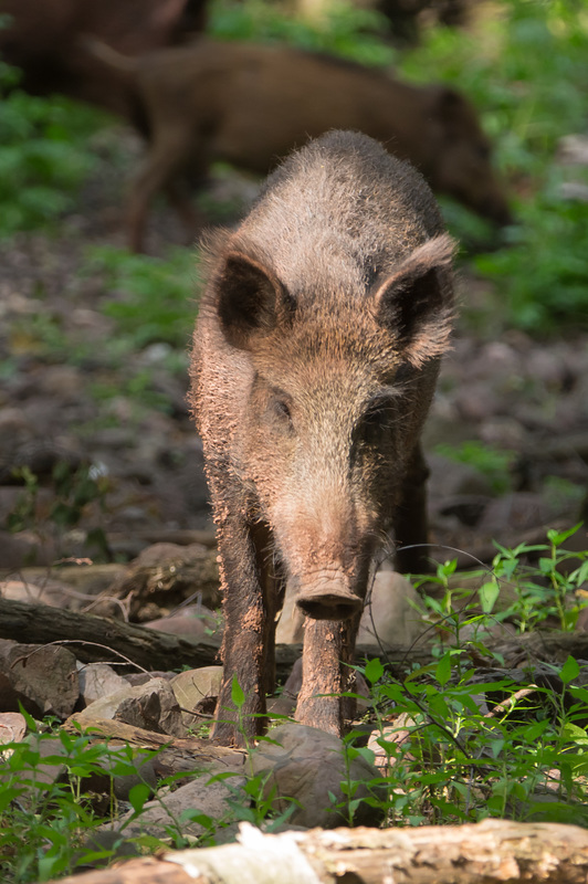 Hochwildpark Rheinland