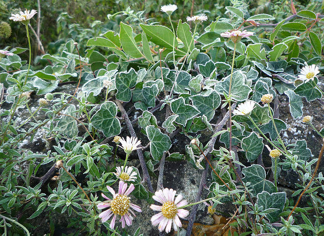 Frosty Ivy and Fleabane