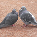 couple de pigeon amoureux