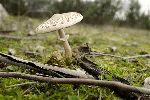 Lepiota procera